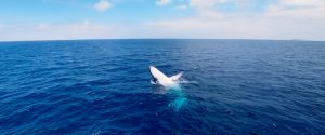 humpback whale VR